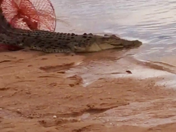 ذهبوا لاصطياد سلاطعين فاصطادو هذا بدلًا منه