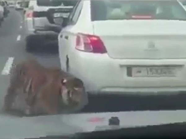 شاهد نمر يتجول في شوارع دبي بحرية