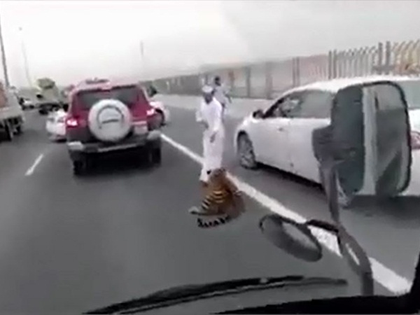 شاهد نمر يتجول في شوارع دبي بحرية
