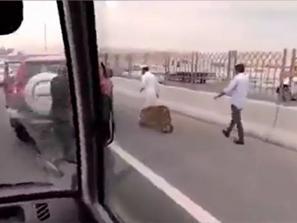 شاهد نمر يتجول في شوارع دبي بحرية