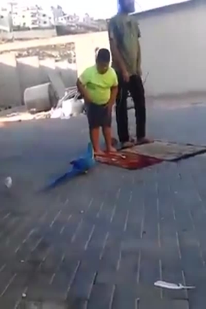 طائر يمنع طفل من أداء الصلاة .. فيديو كوميدي لن تتوقف عن مشاهدته