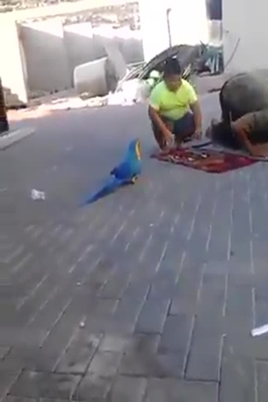 طائر يمنع طفل من أداء الصلاة .. فيديو كوميدي لن تتوقف عن مشاهدته