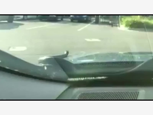 فيديو مرعب .. وجد ثعبان في السيارة يحدق به فجأة