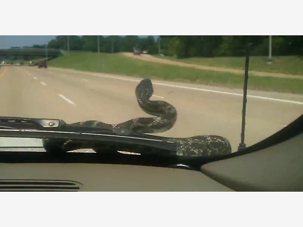 فيديو مرعب .. وجد ثعبان في السيارة يحدق به فجأة