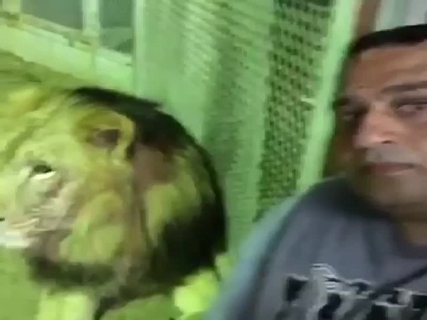 صداقة غريبة من نوعها .. فيديو لأسود تمازح صديقها