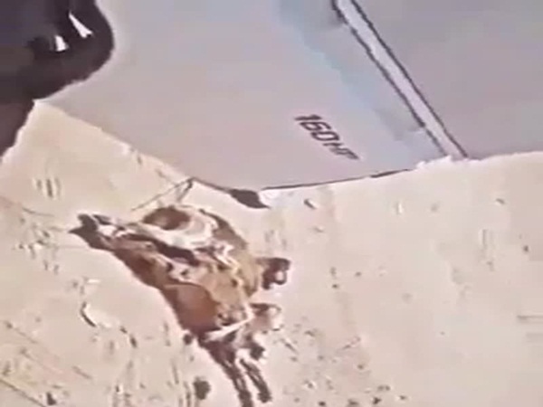بالفيديو .. شاحنة مليئة بالحيوانات الميتة داخل أحد المطاعم