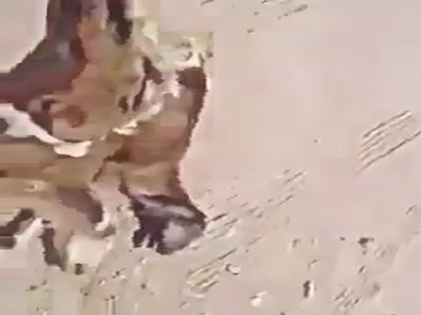 بالفيديو .. شاحنة مليئة بالحيوانات الميتة داخل أحد المطاعم