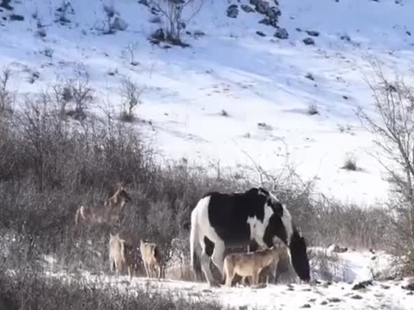 بالفيديو: حصان يلهو وسط مجموعة من الذئاب!
