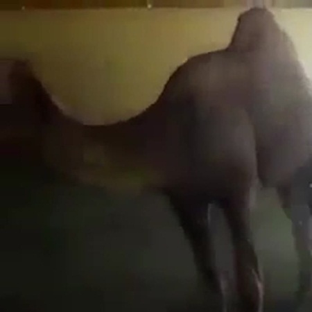 فيديو طريف .. جمل يستحم في مغسل للسيارات