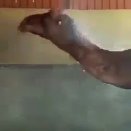 فيديو طريف .. جمل يستحم في مغسل للسيارات