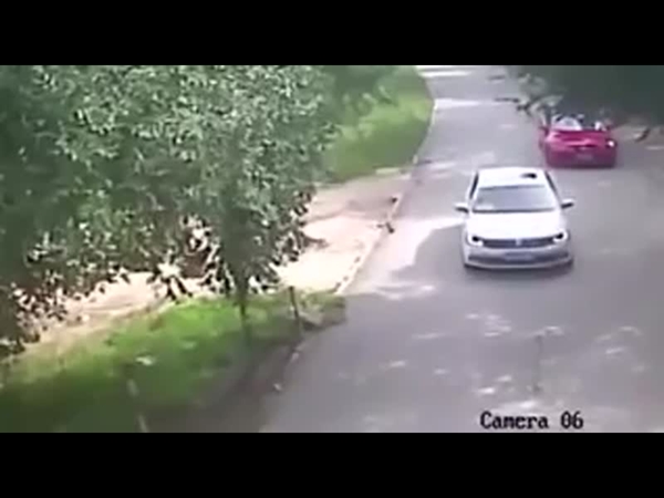 نمر يهاجم امرأة بأحد حدائق الصين .. شاهد بالفيديو