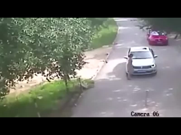 نمر يهاجم امرأة بأحد حدائق الصين .. شاهد بالفيديو