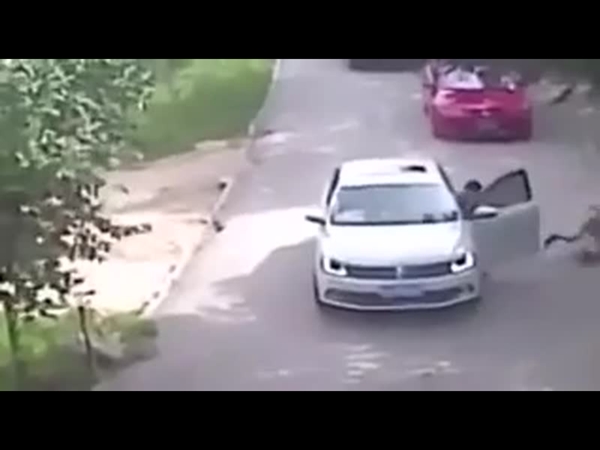 نمر يهاجم امرأة بأحد حدائق الصين .. شاهد بالفيديو