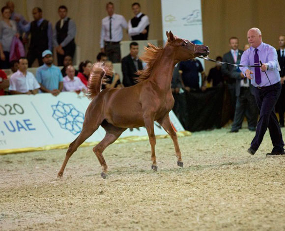 انطلاق فعاليات معرض دبي الدولي للخيل وبطولة دبي الدولية للجواد العربي 