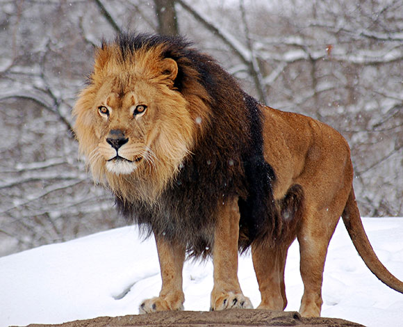 طفلة في الـ 11 من عمرها تقتل أسداً كاد يفتك بها وبشقيقها!