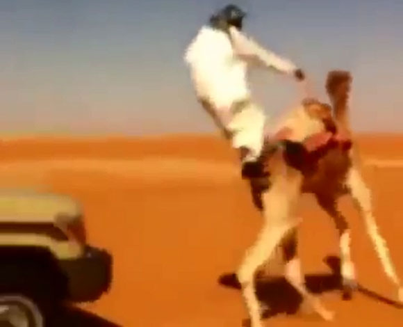 بالفيديو-  رجل سعودي يسقط عن الإبل تحت سيارة