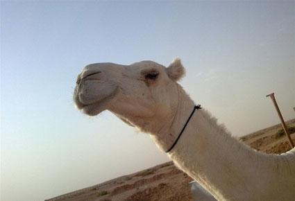 سعودي يعزف عن العمل والزواج لرعاية ناقته