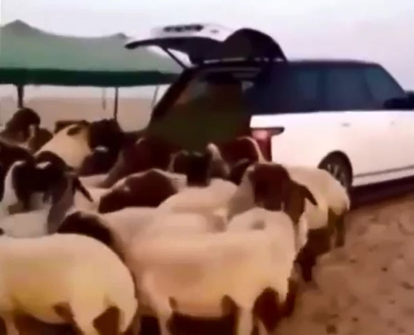 بالفيديو والصور: سعودي يحوّل رانج روفر 2014 إلى حظيرة أغنام  