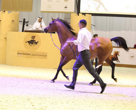8 ملايين درهم مبيعات مزاد الخيل في معرض دبي الدولي للخيل