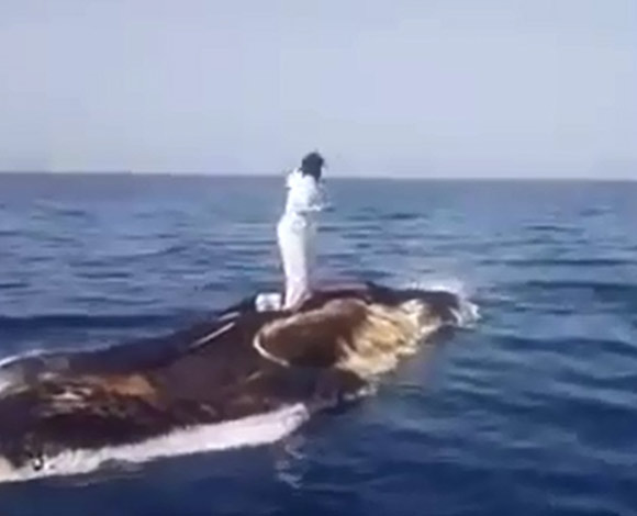 أغرب صيد في السعودية ... على ظهر حوت