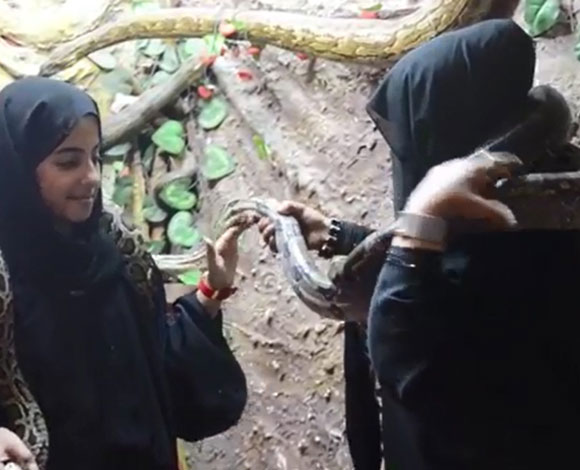 بالفيديو : سعودية هوايتها تربية الثعابين