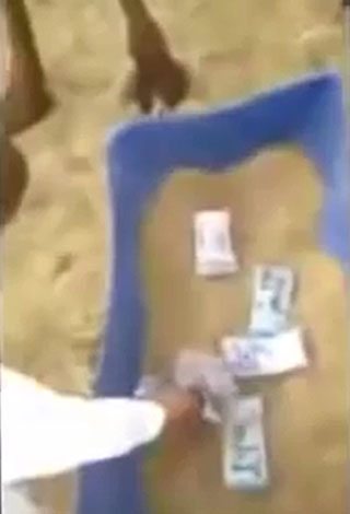 بالفيديو- سعودي يطعم ناقته ربطات من المال