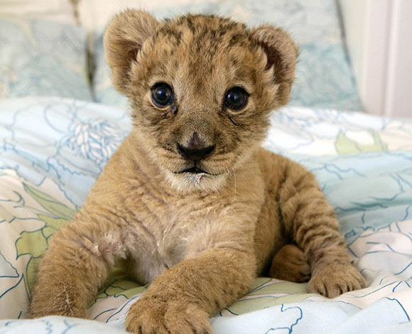 بالفيديو- أسد كاد أن يقضي على طفل سعودي