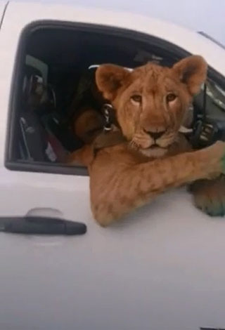 فقط في السعودية: مواطن يقود سيارته وبجواره "أسد"