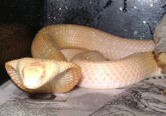 8 أشياء سخيفة أنفق عليها النجم نيكولاس كيج ثروته الخاصة