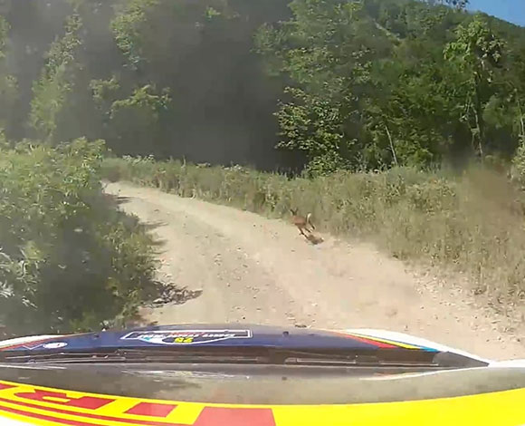 بالفيديو – سباق بين غزال وسيارة رالي