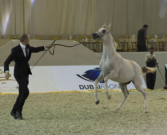 أفضل سلالات الخيول العربية تشارك في معرض دبي الدولي للخيل  