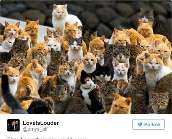 شاهد بالصور قططاً مدججة بالسلاح