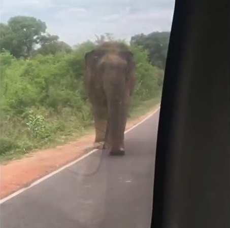 بالفيديو .. فيل يقلب توكتوك بحثُا عن طعام