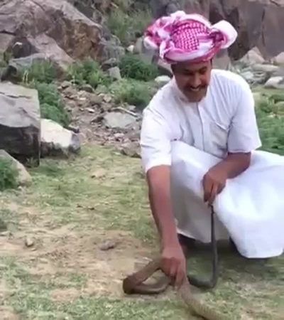 يطارد أفعى كوبرا ويمسك بها .. فيديو