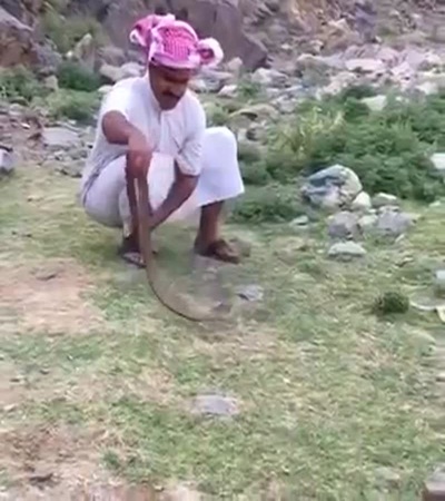 يطارد أفعى كوبرا ويمسك بها .. فيديو