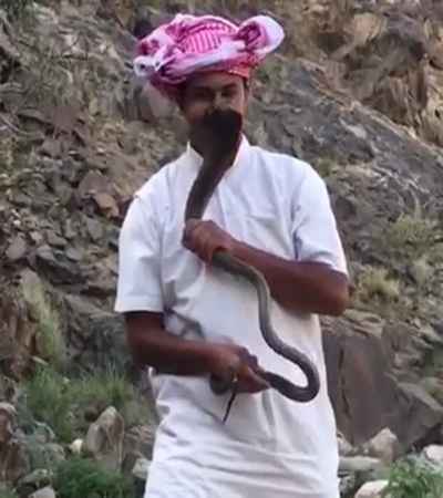 يطارد أفعى كوبرا ويمسك بها .. فيديو