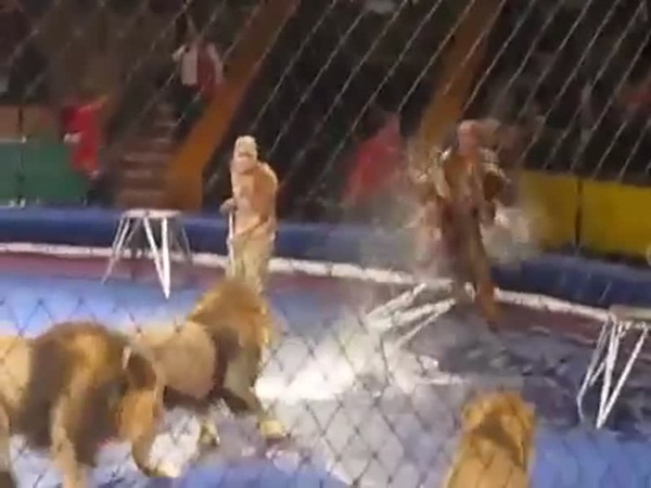 فيديو مروّع .. هجوم الأسود على مدربها في عرض حي