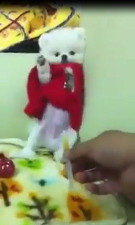 شاهد رفض الكلب أخذ الدواء .. فيديو طريف