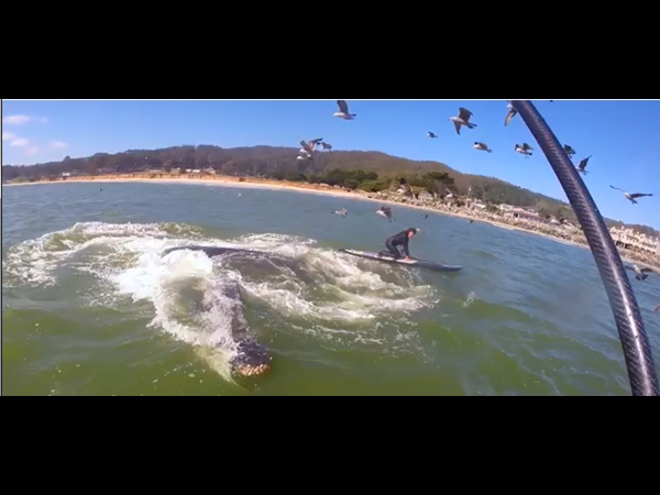 خرج على متن القارب للصيد وكانت النتيجة!