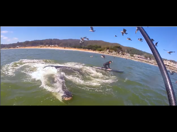 خرج على متن القارب للصيد وكانت النتيجة!