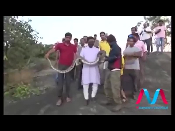 ثعبان ضخم يهاجم رجلًا اقترب كي يأخذ سيلفي معه .. فيديو