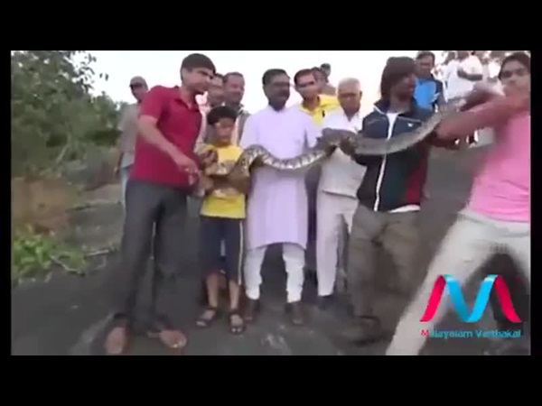 ثعبان ضخم يهاجم رجلًا اقترب كي يأخذ سيلفي معه .. فيديو