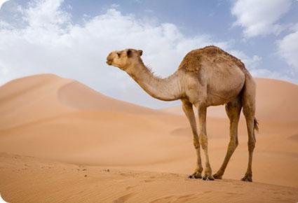 سعودي يعزف عن العمل والزواج لرعاية ناقته