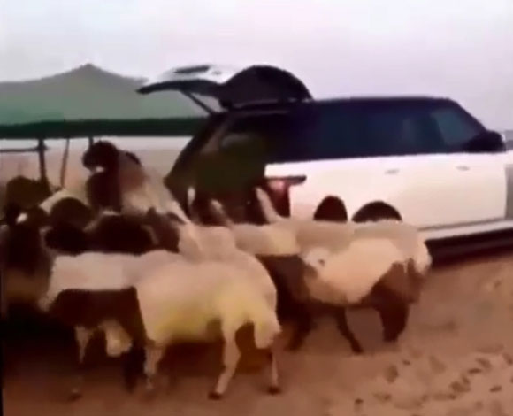 بالفيديو والصور: سعودي يحوّل رانج روفر 2014 إلى حظيرة أغنام  
