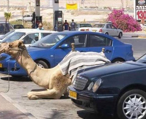 إليك بالصور ما لا يمكن مشاهدته إلا في دبي!