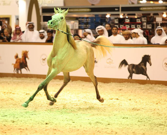 8 ملايين درهم مبيعات مزاد الخيل في معرض دبي الدولي للخيل