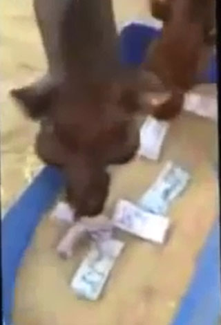 بالفيديو- سعودي يطعم ناقته ربطات من المال