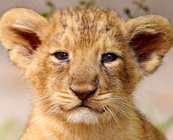 بالفيديو- أسد كاد أن يقضي على طفل سعودي