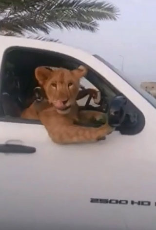 فقط في السعودية: مواطن يقود سيارته وبجواره "أسد"