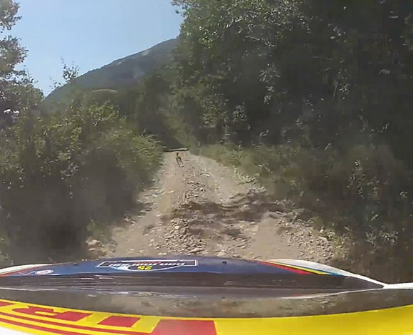 بالفيديو – سباق بين غزال وسيارة رالي